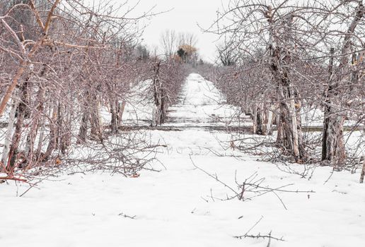 Small Apple Trees During Wintertime in Quebec