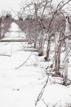 Small Apple Trees During Wintertime in Quebec