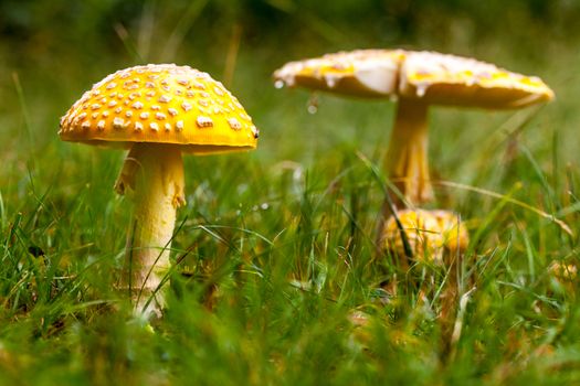 Poisonous Yellow Mushroom Details in Nature Growing on Grass