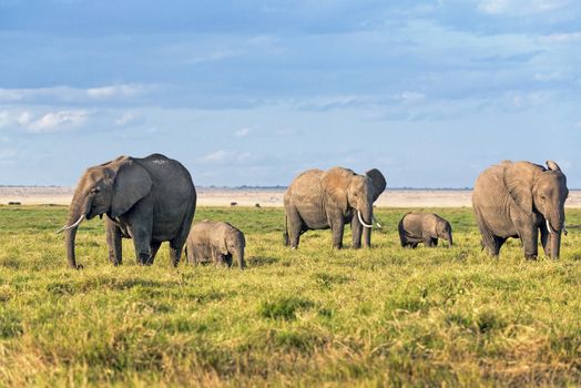 Group of African bush elephants  (Loxodonta africana) in Amboseli National park, Kenya