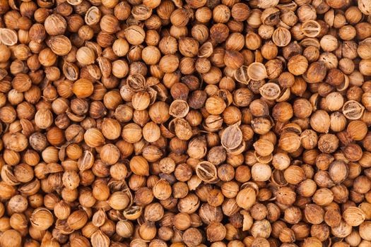 Studio Shot of Coriander Seeds Extreme Closeup