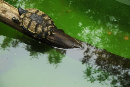 one cute small turtle in wildlife  waters