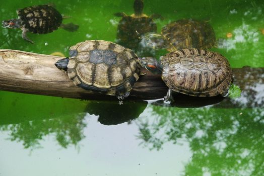 Two cute small turtles in wildlife  waters