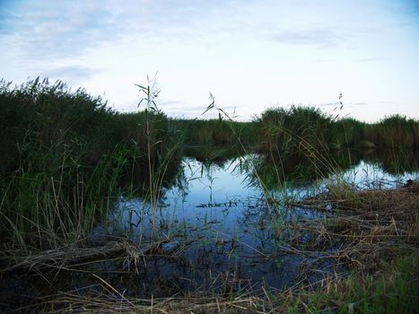 spring beautiful sunset landscape across swamp in evening