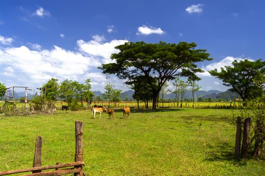 Lao Farm in Khammouane province of Laos.