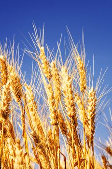 backdrop of ripening ears of yellow wheat field on the sunset cloudy orange sky background Copy space of the setting sun rays on horizon in rural meadow Close up nature photo Idea of a rich harvest 