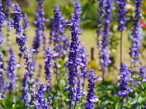 spring blue flowers