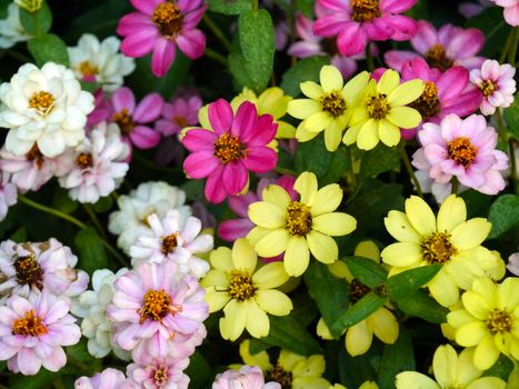 Mini Zinnia flowers