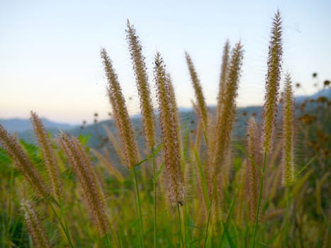 Flower grass