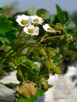 strawberry flower