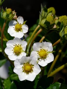 strawberry flower