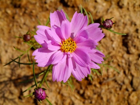 Cosmos Flower