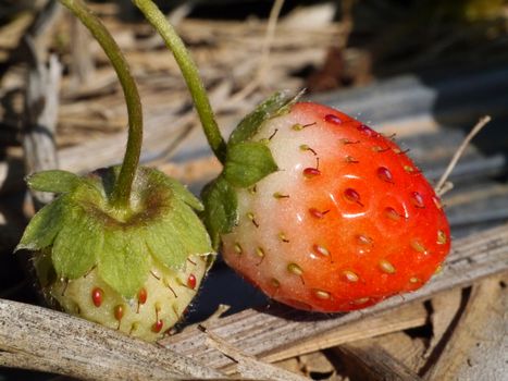 strawberry in farm