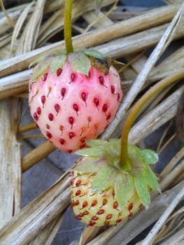 strawberry in farm