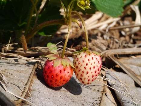 strawberry in farm