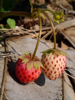 strawberry in farm