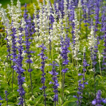 spring blue flowers