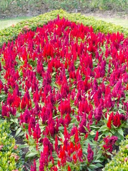 red flower in the garden