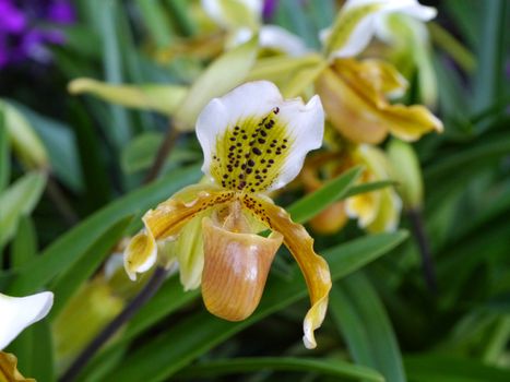 Close up of lady's slipper orchid (Paphiopedilum Callosum).