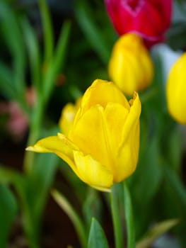 colorful tulips