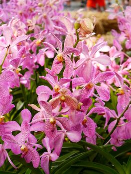 pink orchids bouquet