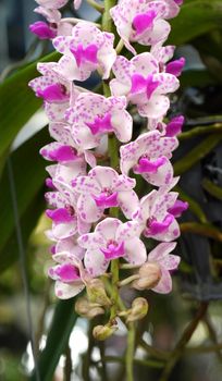 Purple orchids bouquet