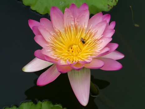 water lily, lotus