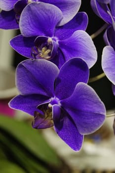 Purple orchids