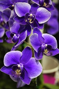 Purple orchids