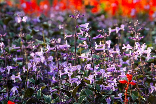 Violet flower in the garden.