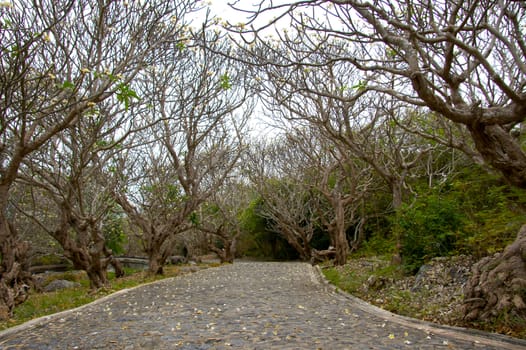 Curved road in the mountains under the old tree.