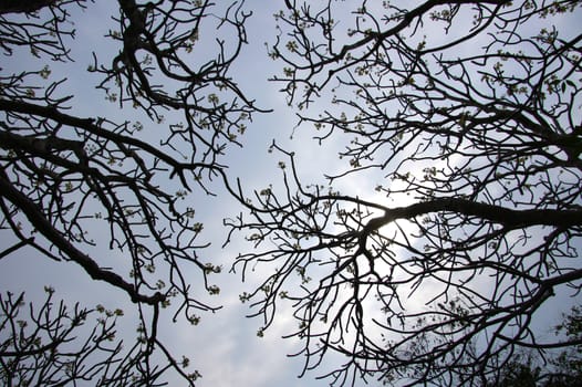 Silhouettes tree branches with sky
