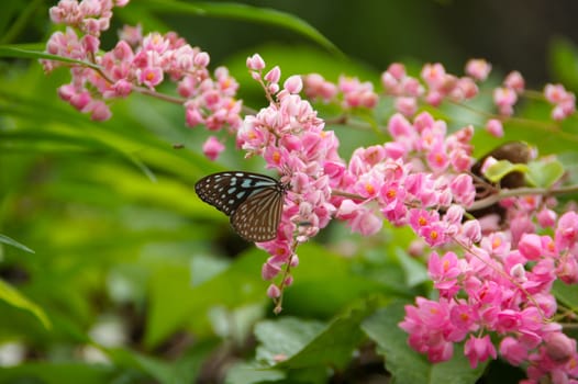 Butterfly on pink flower