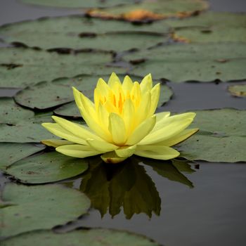 Water lily in Lotus Museum, Thailand.