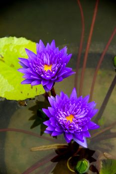 Water lily in Lotus Museum, Thailand.