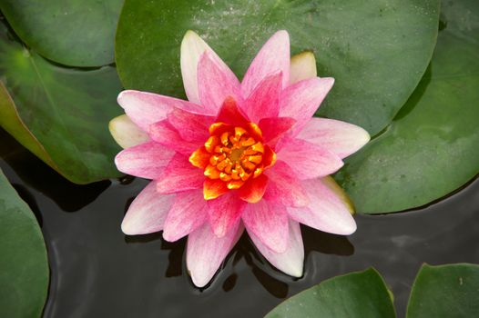 Water lily in Lotus Museum, Thailand.