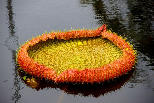 Leaves of lotus Victoria species.