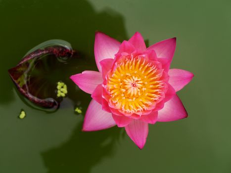 Water lily in Lotus Museum, Thailand.