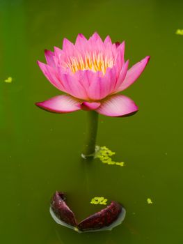 Water lily in Lotus Museum, Thailand.