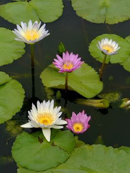 Water lily in Lotus Museum, Thailand.