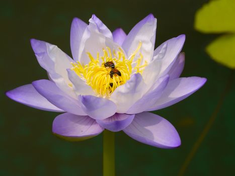 Water lily in Lotus Museum, Thailand.