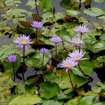 Water lily in Lotus Museum, Thailand.