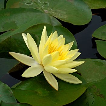 Water lily in Lotus Museum, Thailand.