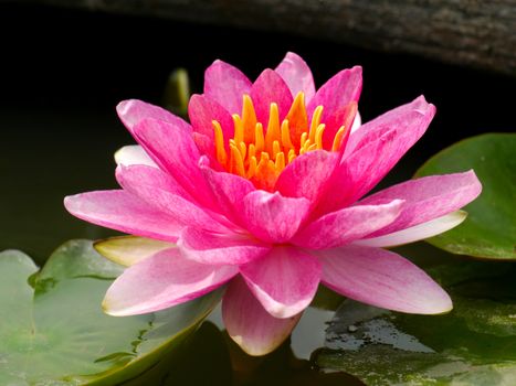 Water lily in Lotus Museum, Thailand.