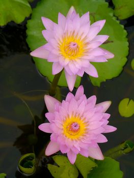 Water lily in Lotus Museum, Thailand.