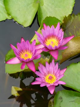 Water lily in Lotus Museum, Thailand.