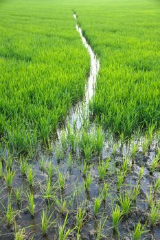 paddy rice farmland