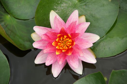 water lily, lotus