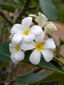 White Frangipani flowers.