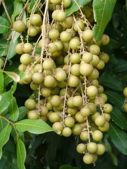 Fruit on the tree  (Longans).